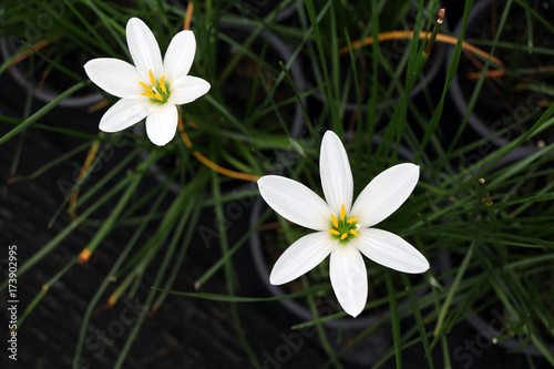 White Rain Lily on the tree. rain lilies are also available in a white cultivar with the faintest kiss of pink on the inside of the petals. 