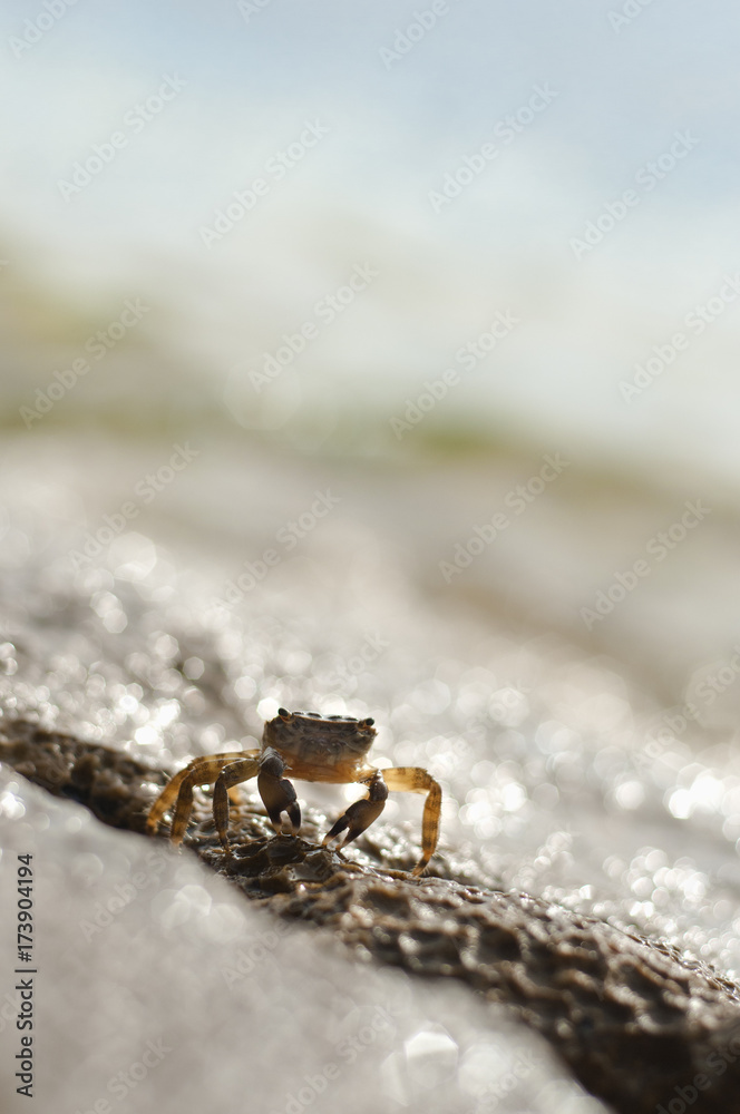 Llittle brown marine crab on the stone, the beach of Rovinj, Croatia. Copy space Llittle brown marine crab on the stone, the beach of Rovinj, Croatia. Copy space