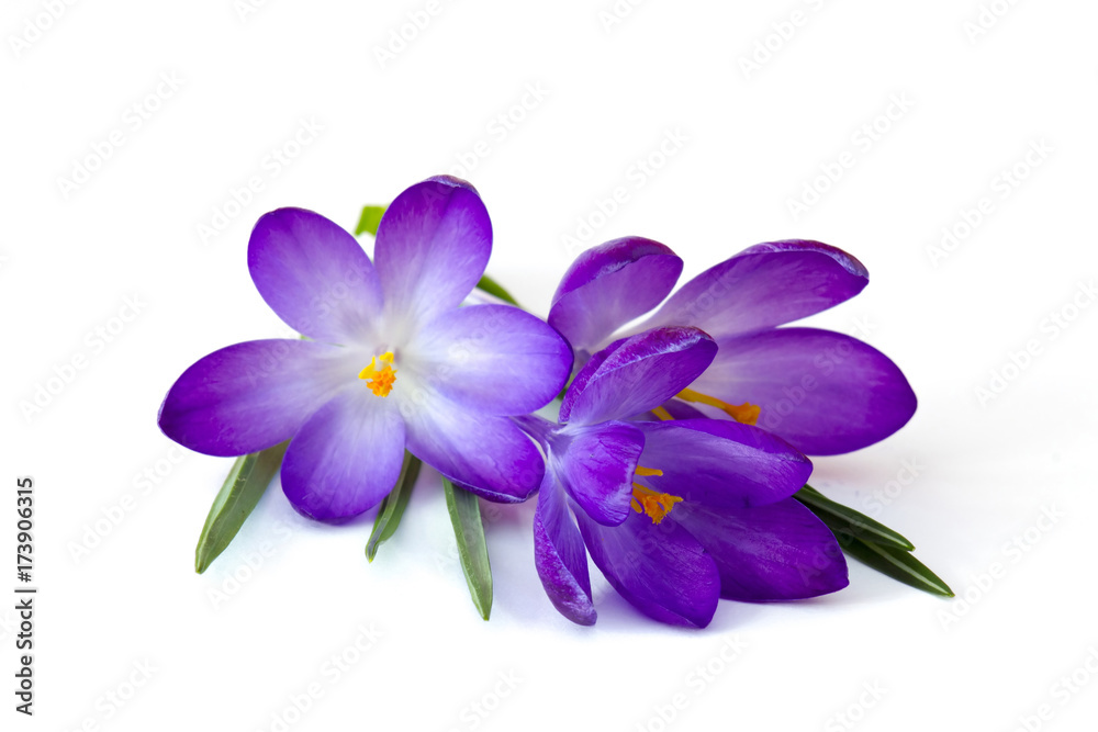 crocus - one of the first spring flowers crocus - one of the first spring flowers