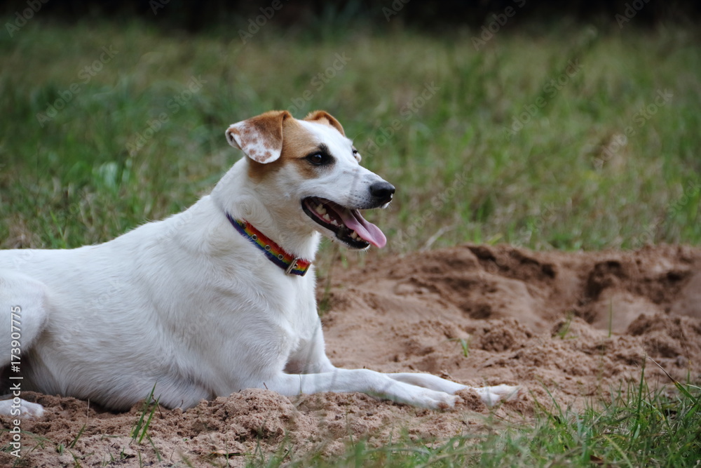 happy mongrel dog playing on the beach pet friendly happy mongrel dog playing on the beach pet friendly