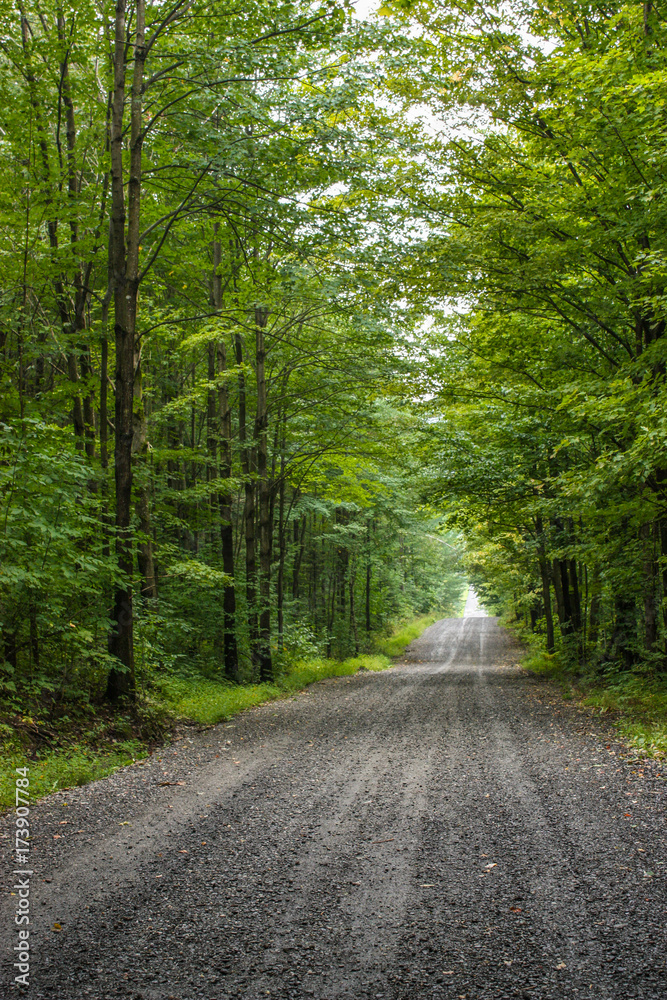 Fototapeta premium gravel road in a green forest