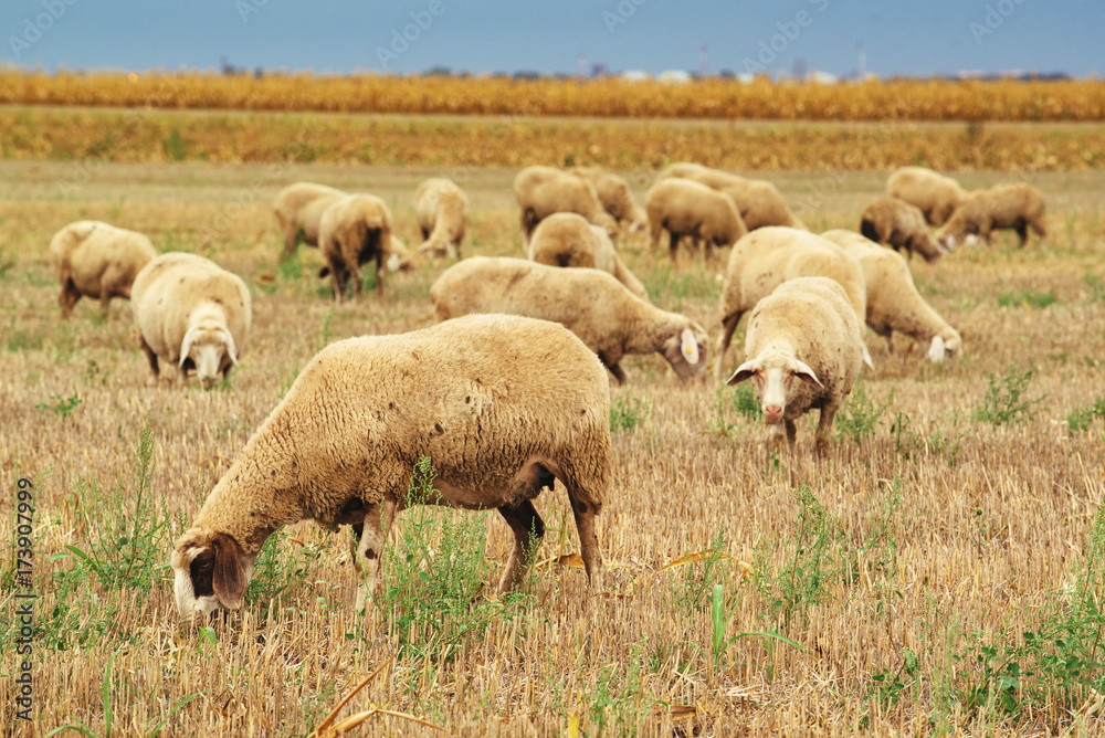 Sheep herd grazing on wheat stubble field
