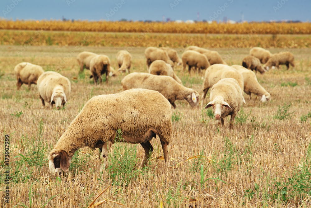 Fototapeta premium Sheep herd grazing on wheat stubble field