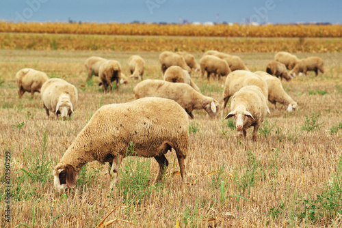 Sheep herd grazing on wheat stubble field © Bits and Splits