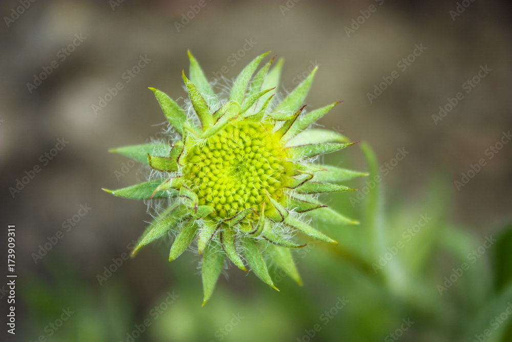 small green and yellow flower small green and yellow flower