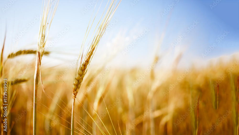 Photo of summer wheat spike