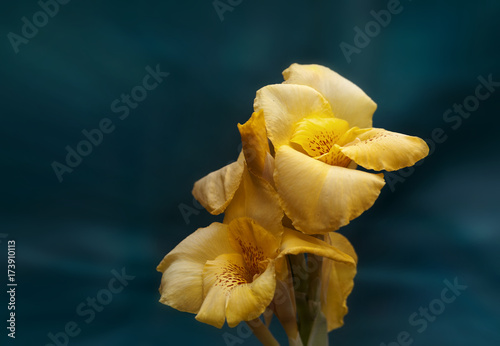 Fototapeta Naklejka Na Ścianę i Meble -  Beautiful yellow iris close-up