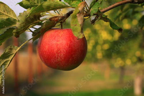 plants garden apples pears trees autumn