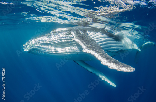 Humpback whale calf  Vava u Kingdom of Tonga.