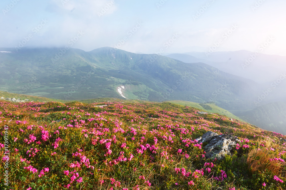 Rhododendrons bloom in a beautiful location in the mountains. Flowers in the mountains. Blooming rhododendrons in the mountains on a sunny summer day. Dramatic unusual scene. Carpathian, Ukraine Rhododendrons bloom in a beautiful location in the mountains. Flowers in the mountains. Blooming rhododendrons in the mountains on a sunny summer day. Dramatic unusual scene. Carpathian, Ukraine