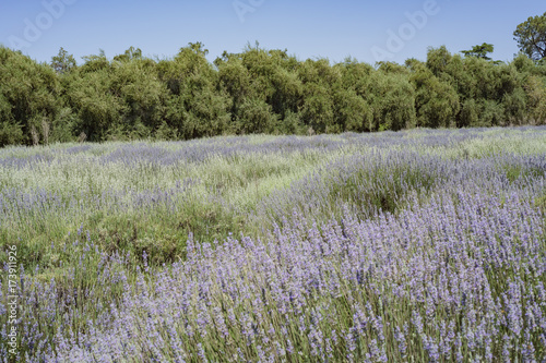 Lavender Festival at 123 Farm