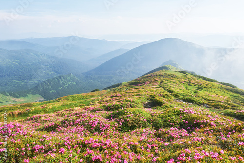 Rhododendrons bloom in a beautiful location in the mountains. Flowers in the mountains. Blooming rhododendrons in the mountains on a sunny summer day. Dramatic unusual scene. Carpathian  Ukraine