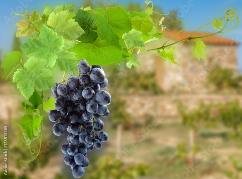 grappe de raisin rouge et vignes sur fond provençal 