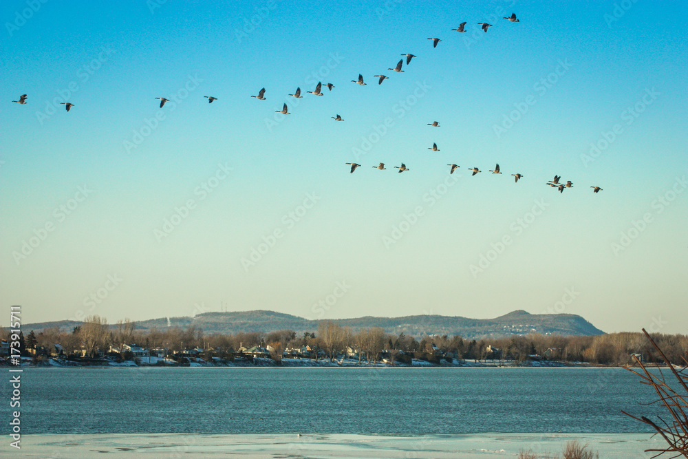 wild birds flying over a lake and a mountain