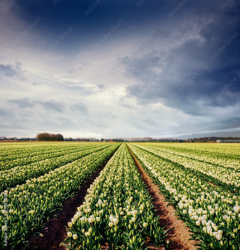 Sunset over fields of daffodils.