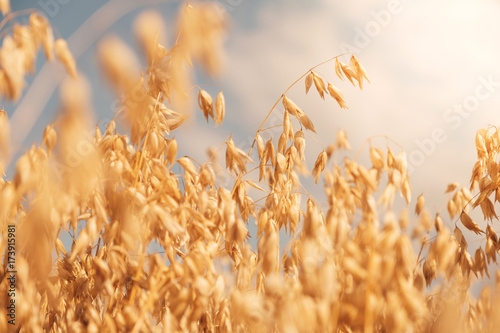 Golden colour wheat field against blue sky