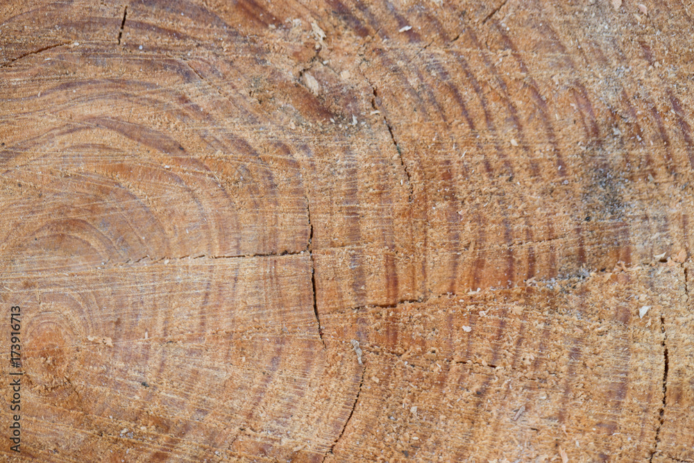 Naklejka premium texture of tree stump nature backgroud