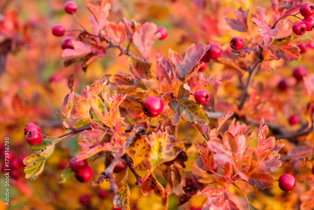 Riped wild Hawthorn or thornapple (Crataegus monogyna) berries amongst autumn leaves.