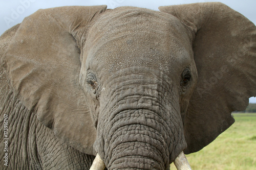 Afrikanischer Elefant  Loxodonta africana   Amboseli Nationalpark  Kenia  Ostafrika