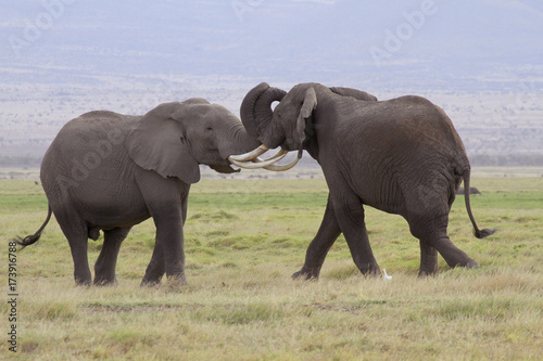 Afrikanische Elefanten (Loxodonta africana), Amboseli Nationalpark, Kenia, Ostafrika © Aggi Schmid