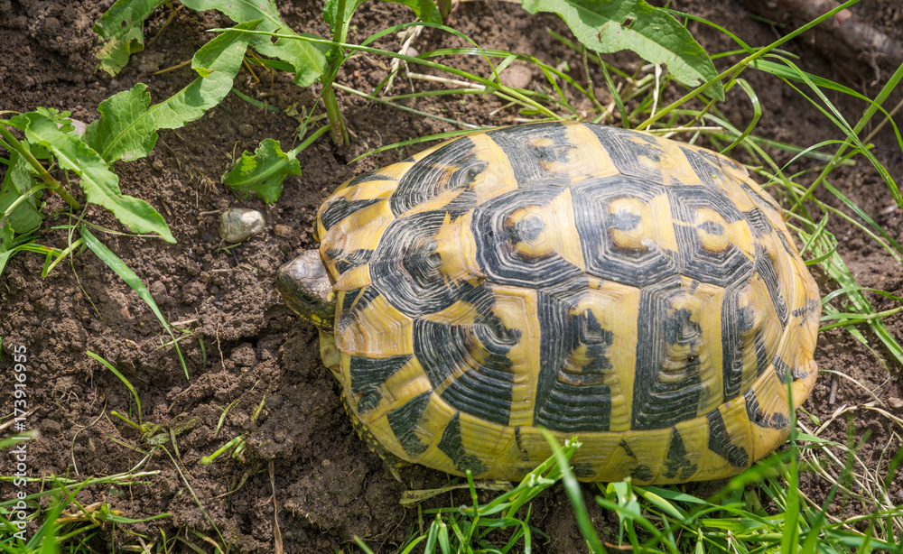 turtle walking on grass. Geochelone sulcata turtle walking on grass. Geochelone sulcata