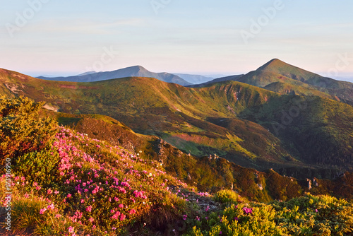 Rhododendrons bloom in a beautiful location in the mountains. Beautiful sunset. Blooming rhododendrons in the mountains on a sunny summer day. Carpathian  Ukraine.