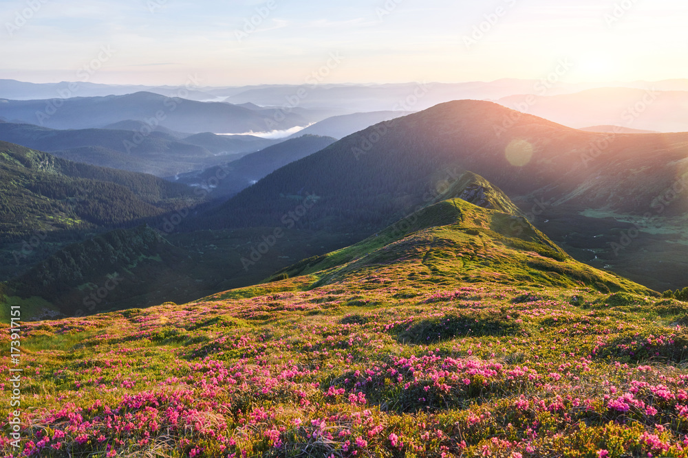 Rhododendrons bloom in a beautiful location in the mountains. Beautiful sunset. Blooming rhododendrons in the mountains on a sunny summer day. Carpathian, Ukraine. Rhododendrons bloom in a beautiful location in the mountains. Beautiful sunset. Blooming rhododendrons in the mountains on a sunny summer day. Carpathian, Ukraine.