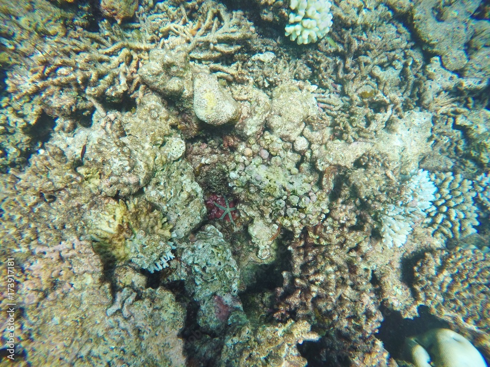 Fototapeta premium Starfish amonf corals, Maafushivaru, Maldives