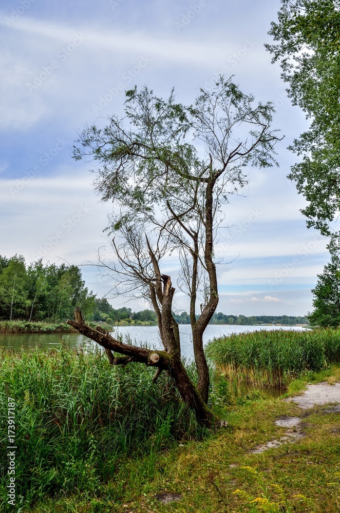 Beautiful summer landscape. Lone tree on the lake shore.