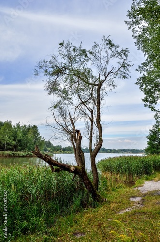 Beautiful summer landscape. Lone tree on the lake shore.