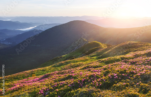 Rhododendrons bloom in a beautiful location in the mountains. Beautiful sunset. Blooming rhododendrons in the mountains on a sunny summer day. Carpathian, Ukraine.