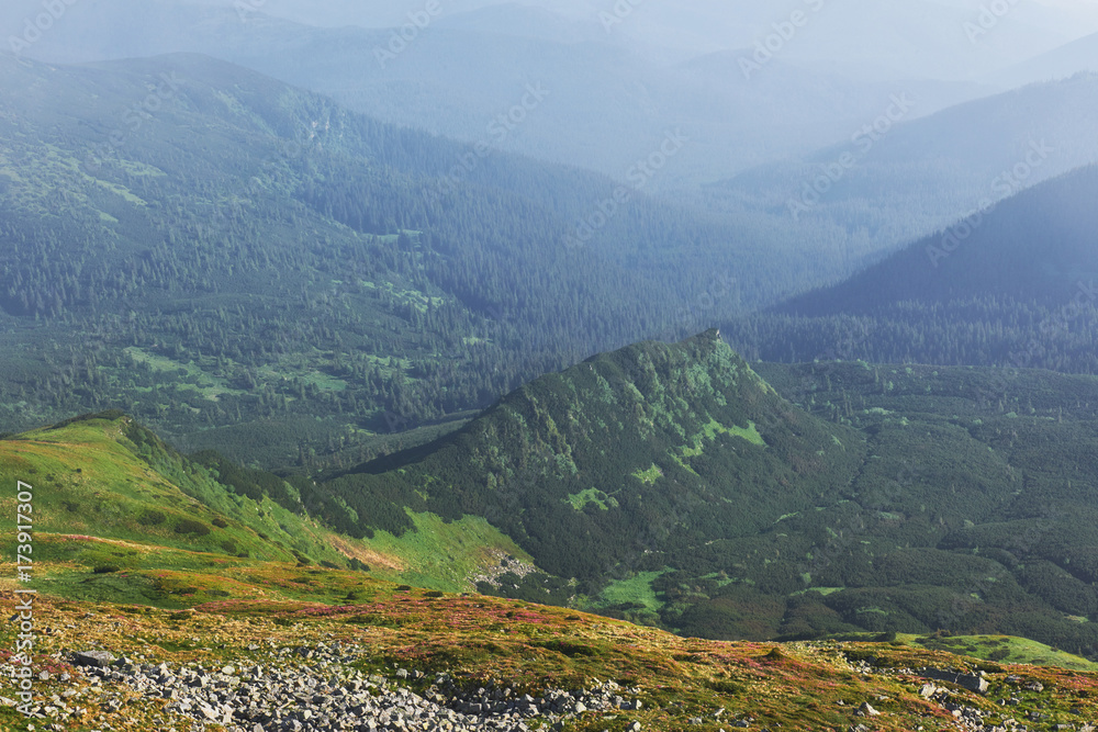 Rhododendrons bloom in a beautiful location in the mountains. Flowers in the mountains. Blooming rhododendrons in the mountains on a sunny summer day. Dramatic unusual scene. Carpathian, Ukraine