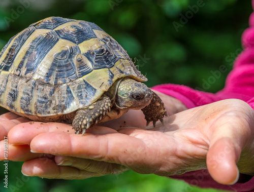 turtle on the hand. Geochelone sulcata