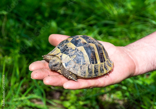 baby turtle on the hand. Geochelone sulcata