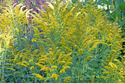 Yellow flowers of Solidago canadensis, also known as Canada goldenrod or Canadian goldenrod.