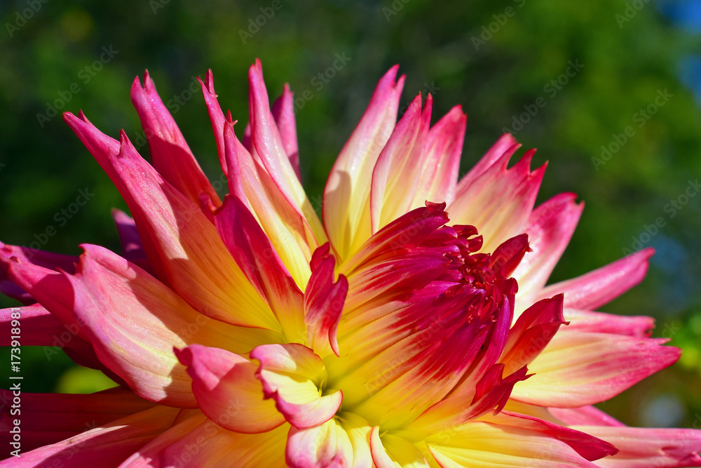 Close up of pink yellow Dahlia flower. 