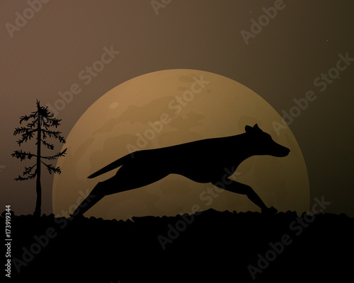 Moon in the night. Silhouette black wolf. Magic sky.