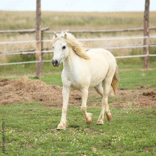 White pony on pasturage
