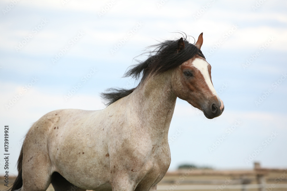 Fototapeta premium Welsh pony running on pasturage