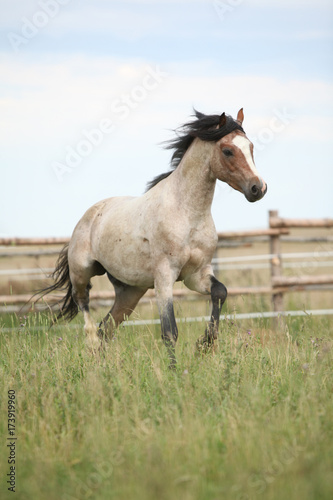 Welsh pony running on pasturage