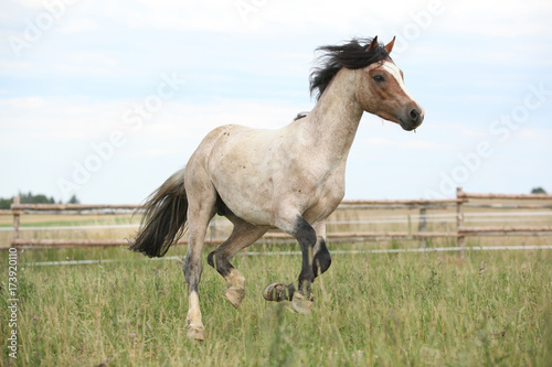 Welsh pony running on pasturage