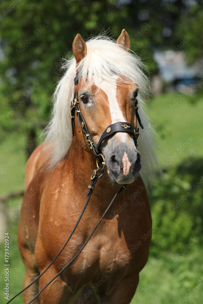 Potrait of beautiful haflinger stallion Potrait of beautiful haflinger stallion