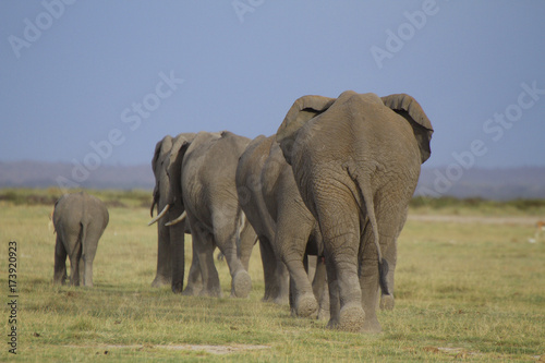 Afrikanische Elefanten  Loxodonta africana   Gruppe von hinten  Amboseli  Nationalpark  Kenia  Ostafrika