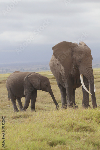Afrikanische Elefanten  Loxodonta africana   Amboseli  Nationalpark  Kenia  Ostafrika