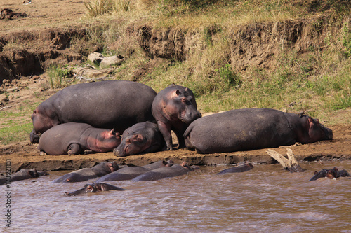 Flusspferd (Hippopotamus amphibius), Gruppe am Wasser, Mara River, Kenia, Ostafrika