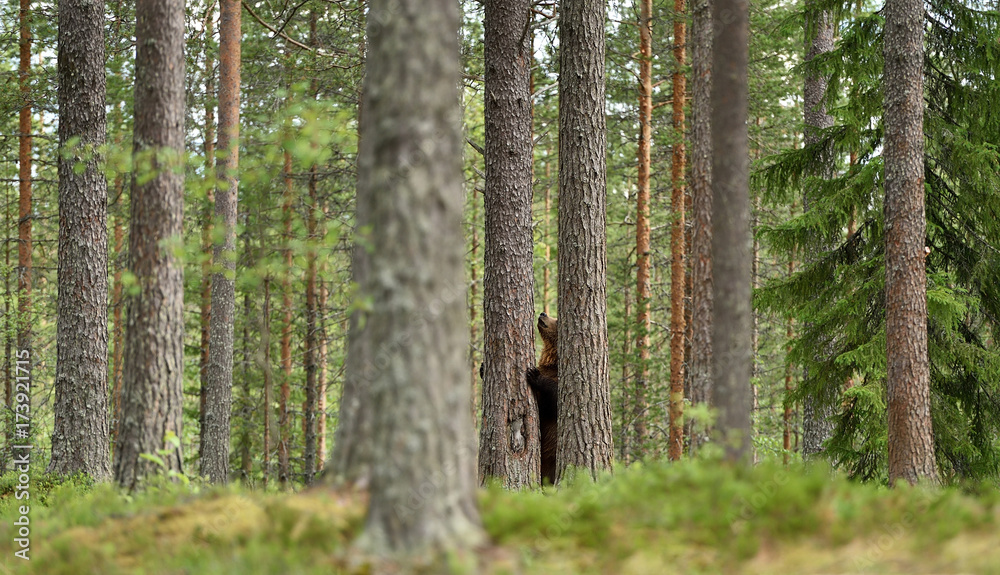 European brown bear standing in the forest behind a tree European brown bear standing in the forest behind a tree