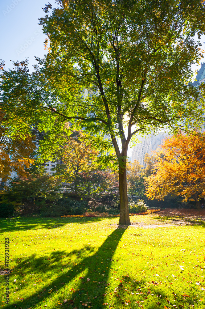 Autumn trees against sun in Central Park, New York City, USA