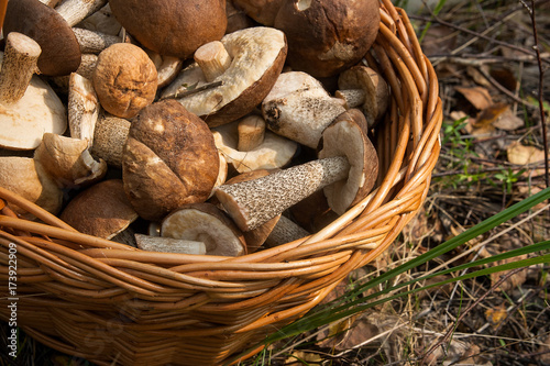 Close up view of brown cap boletus in the wicker basket on natural background.