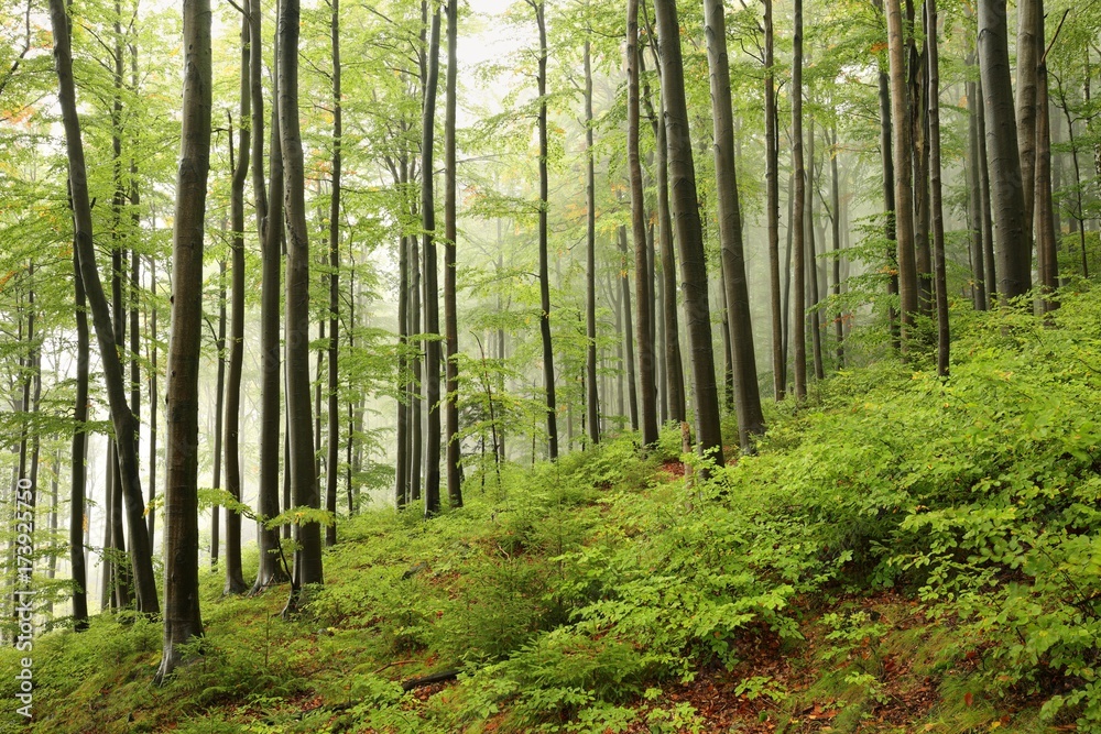 Fototapeta premium Early autumn beech forest on a foggy morning
