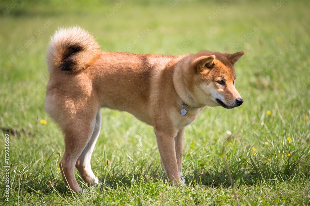 un chien de race shiba inu de couleur roux debout au mileu de l'herbe